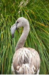 Gray Flamingo